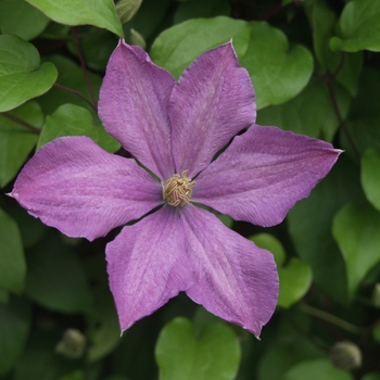 Clematis 'Madame Baron Veillard'