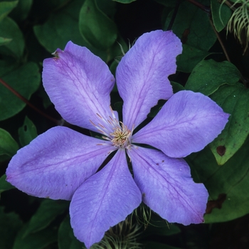 Clematis 'Mrs. Cholmondeley' 