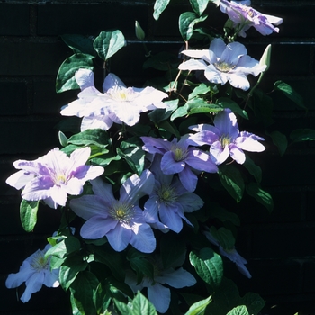 Clematis 'Silver Moon'