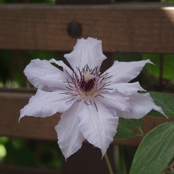 Clematis 'Snow Queen'