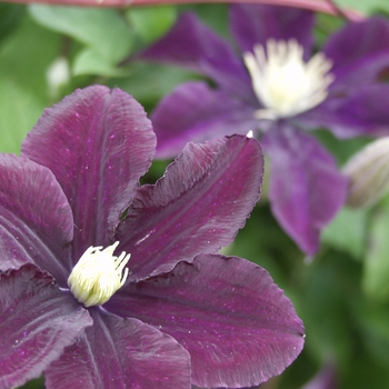 Clematis 'Warsaw Nike'