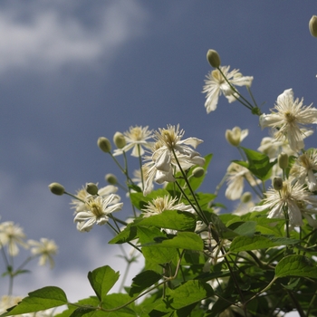 Clematis 'Paul Farges (Summer Snow)'