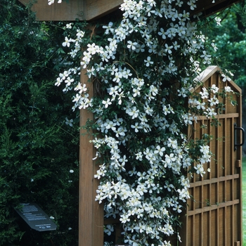 Clematis montana var. grandiflora