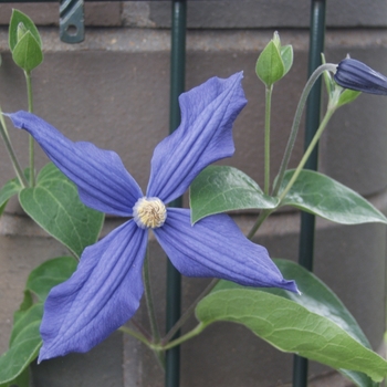 Clematis x durandii 