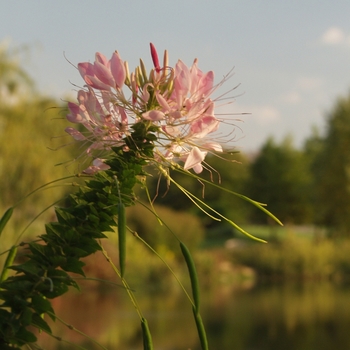 Cleome hassleriana