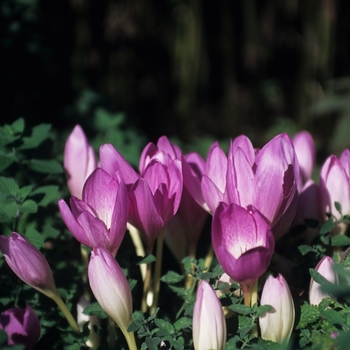 Colchicum speciosum