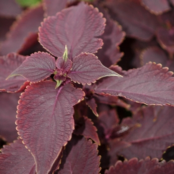 Coleus 'Sorcerer' 