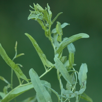 Convolvulus arvensis 