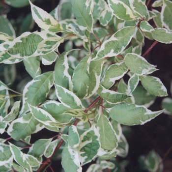 Cornus alba 'Argenteo-marginata' 