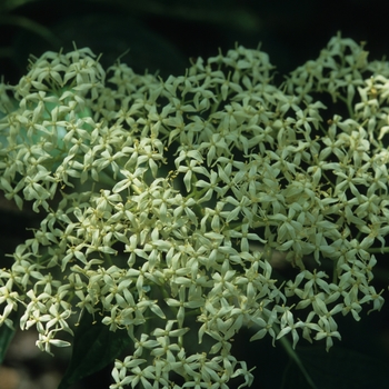 Cornus controversa