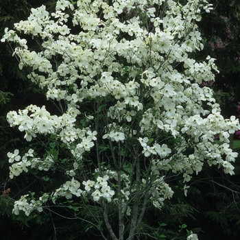 Cornus florida