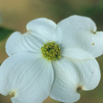 Cornus florida 'Barton' 