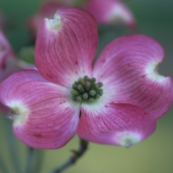 Cornus florida 'Cherokee Sunset™' 