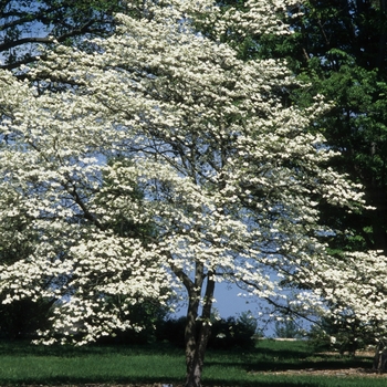 Cornus florida 'First Lady' 