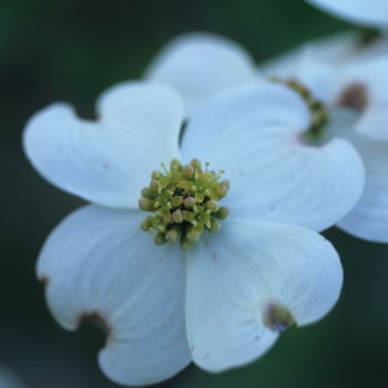 Cornus florida 'Ozark Spring' 