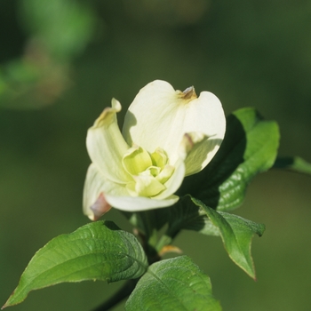 Cornus florida 'Pluribracteata' 