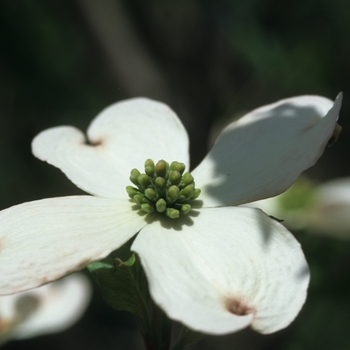 Cornus florida 'Poinsett' 