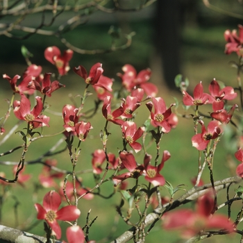 Cornus florida 'Purple Glory' 