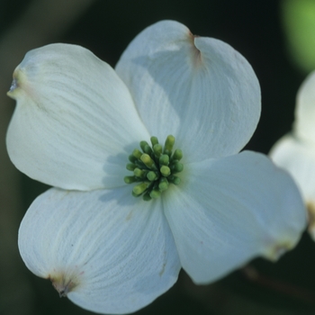 Cornus florida 'Rainbow®' 