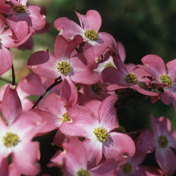 Cornus florida 'Royal Red' 