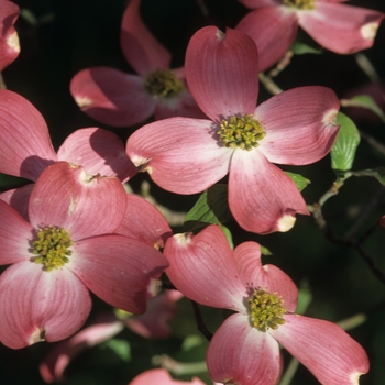 Cornus florida 'Sweetwater Red' 