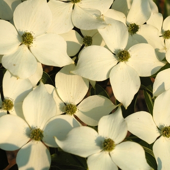 Cornus kousa 'Big Apple' 