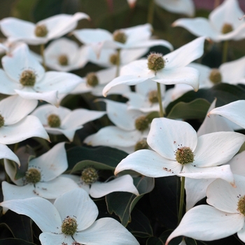 Cornus kousa 'Blue Shadow' 