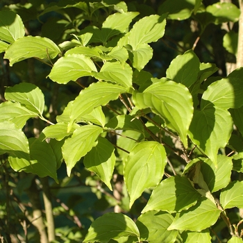 Cornus kousa 'Camden' 