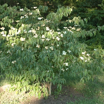 Cornus kousa 'Dr. Bump' 