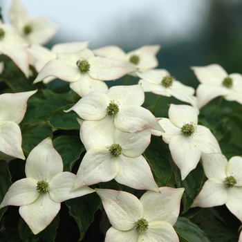 Cornus kousa 'Ed Mezitt' 