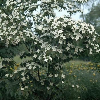 Cornus kousa 'Ed Mezitt' (030653)