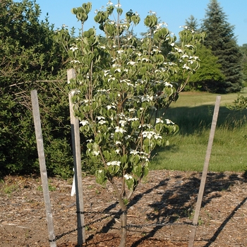 Cornus kousa 'Galzam' 