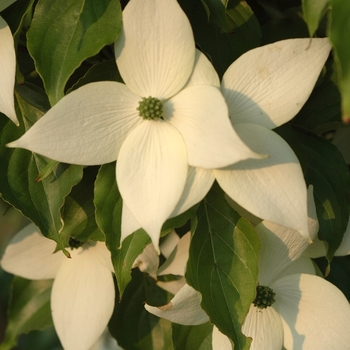 Cornus kousa 'Gay Head' 