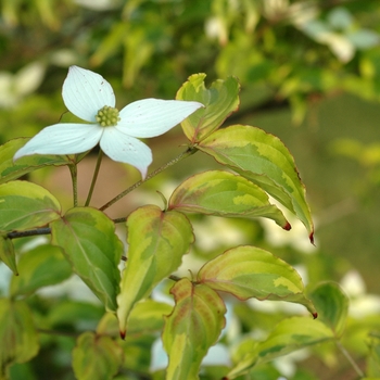 Cornus kousa 'Lemon Ripple' 