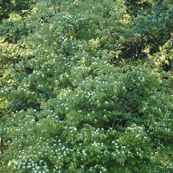 Cornus kousa 'Little Beauty' 