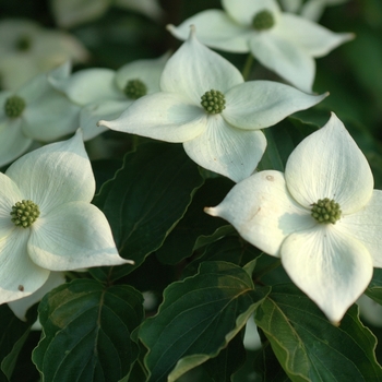 Cornus kousa 'Madame Butterfly' 