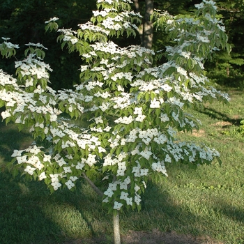 Cornus alternifolia 'Moonlight' 