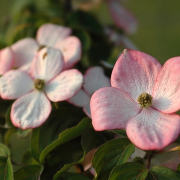 Cornus kousa 'Schmred' 9283