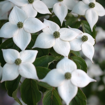 Cornus kousa 'Square Dance' 