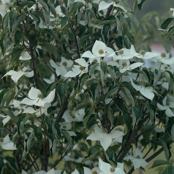 Cornus kousa 'Steeple' 