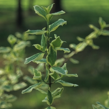 Cornus mas 'Variegata' 