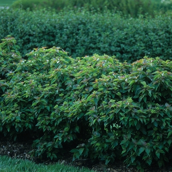 Cornus pumila