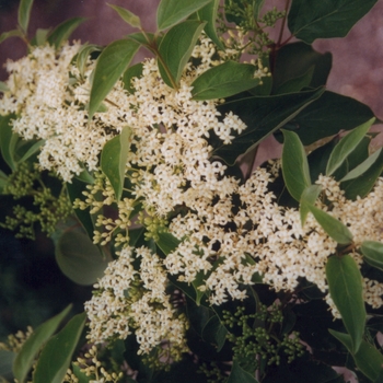 Cornus racemosa