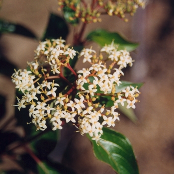 Cornus racemosa 'Cuyzam' 