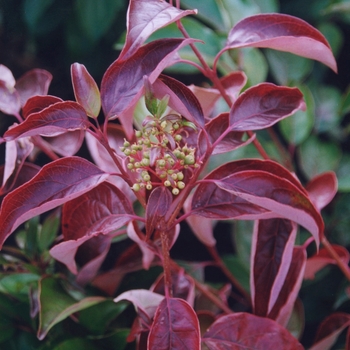 Cornus racemosa 'Geazam' 