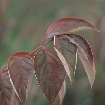 Cornus racemosa 'Hurzam' 