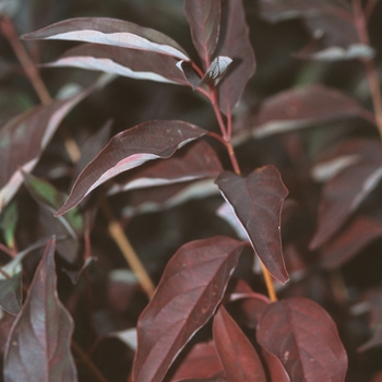 Cornus racemosa 'Muszam' 