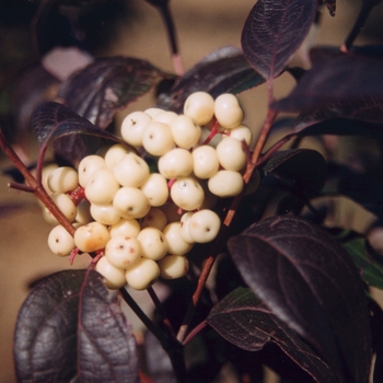 Cornus racemosa 'Ottzam' 