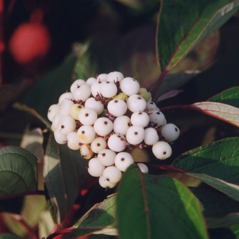 Cornus alba 'Chblzam' 