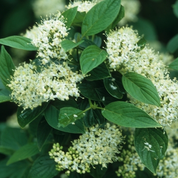 Cornus sericea 'Flaviramea' 